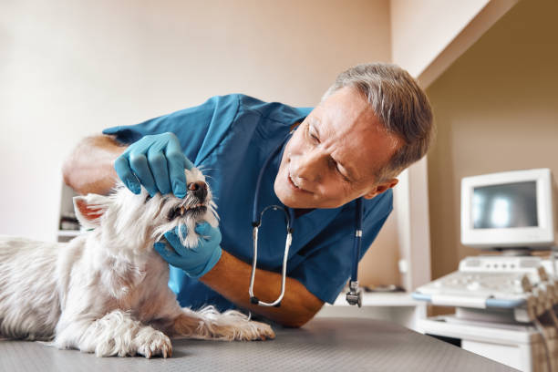 Best Emergency Dental Care for Abscessed Tooth in Henrietta, TX